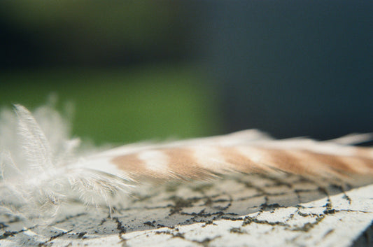 Texture, Color, and Grain: What Film Brings to Collage